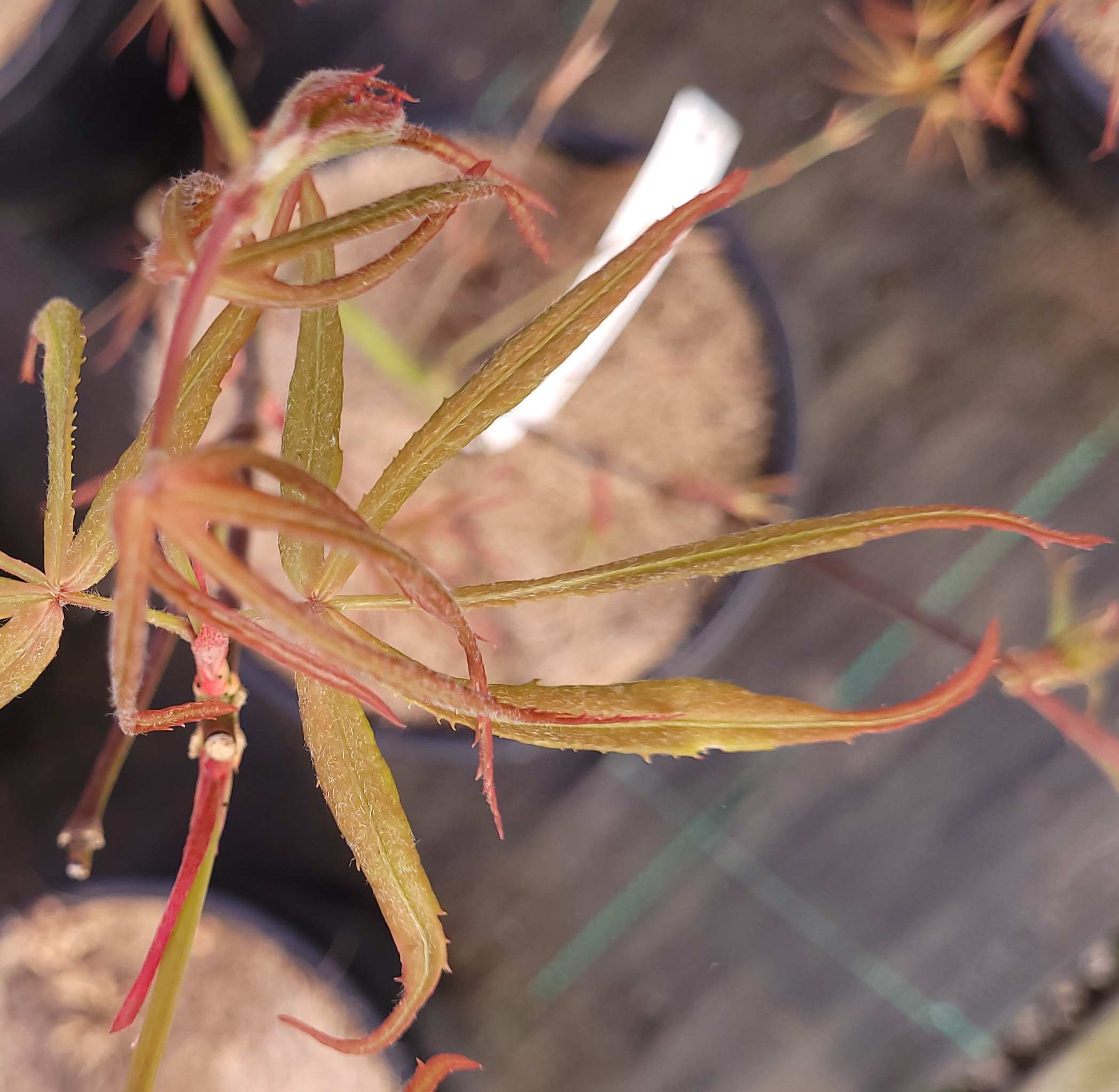 Green Hair – Image 5