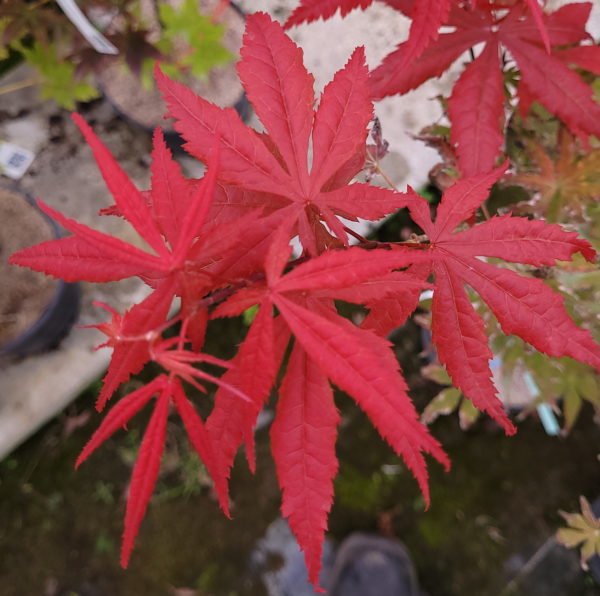 Heguri – Image 7