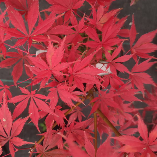 Heiwa – Image 2