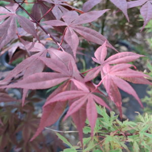 Hinata yama