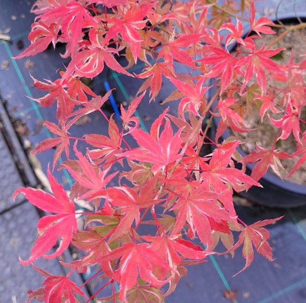 Karaori nishiki – Image 4