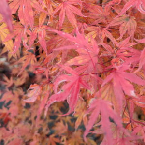 Karaori nishiki