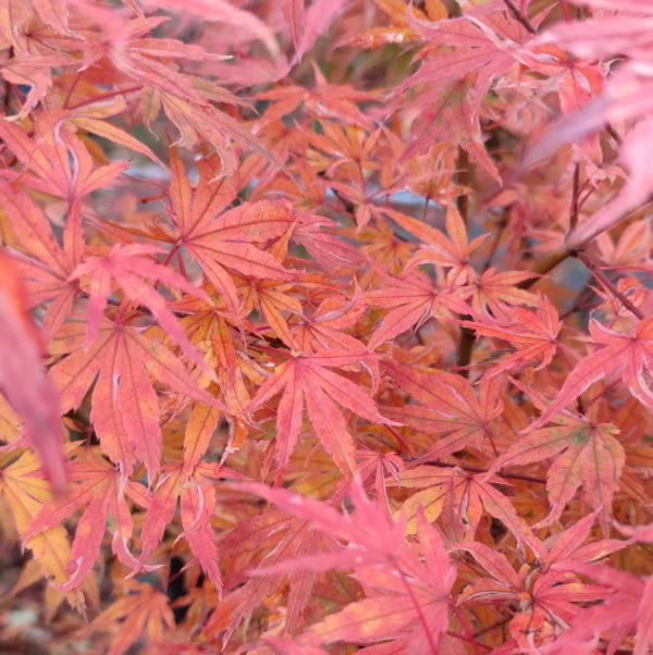 Karaori nishiki – Image 2