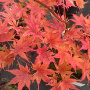 Ki hachijo