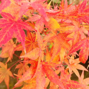 Koriba