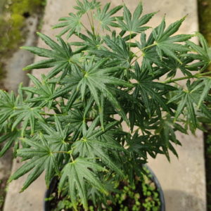 Little Green Star