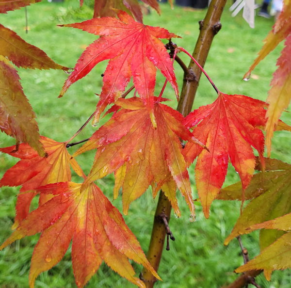 Lutescens – Image 4