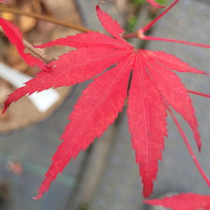Momiji gawa
