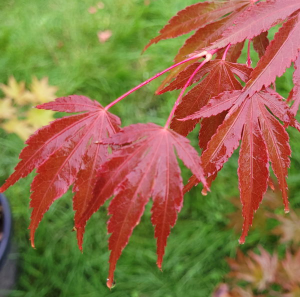 Mori no miya – Image 3