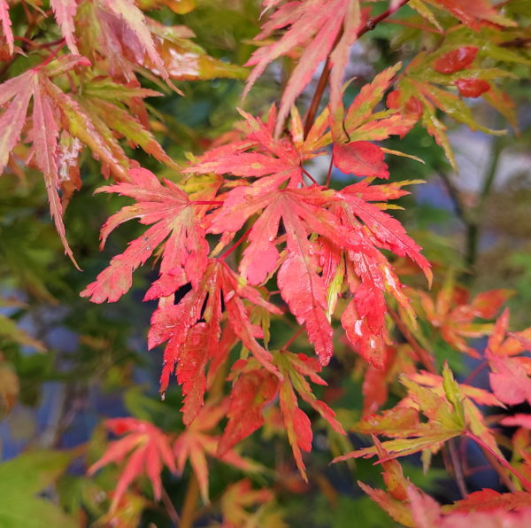 Ogino nagare – Image 4