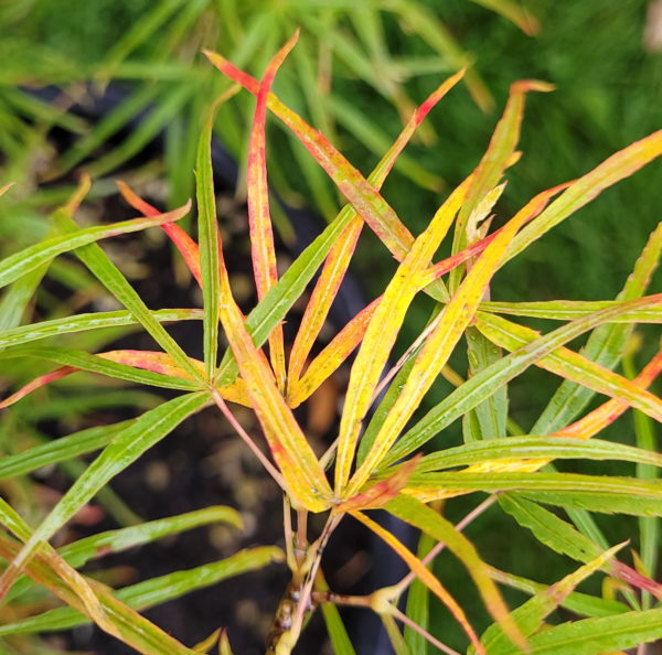 Scolopendrifolium – Image 3