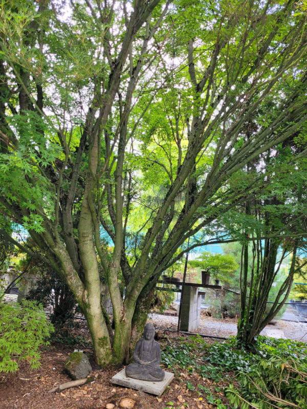 Shishigashira – Image 5