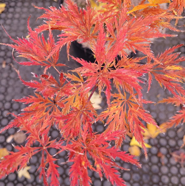 Suisei – Image 4