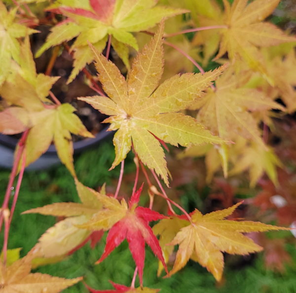 Summer Gold – Image 6