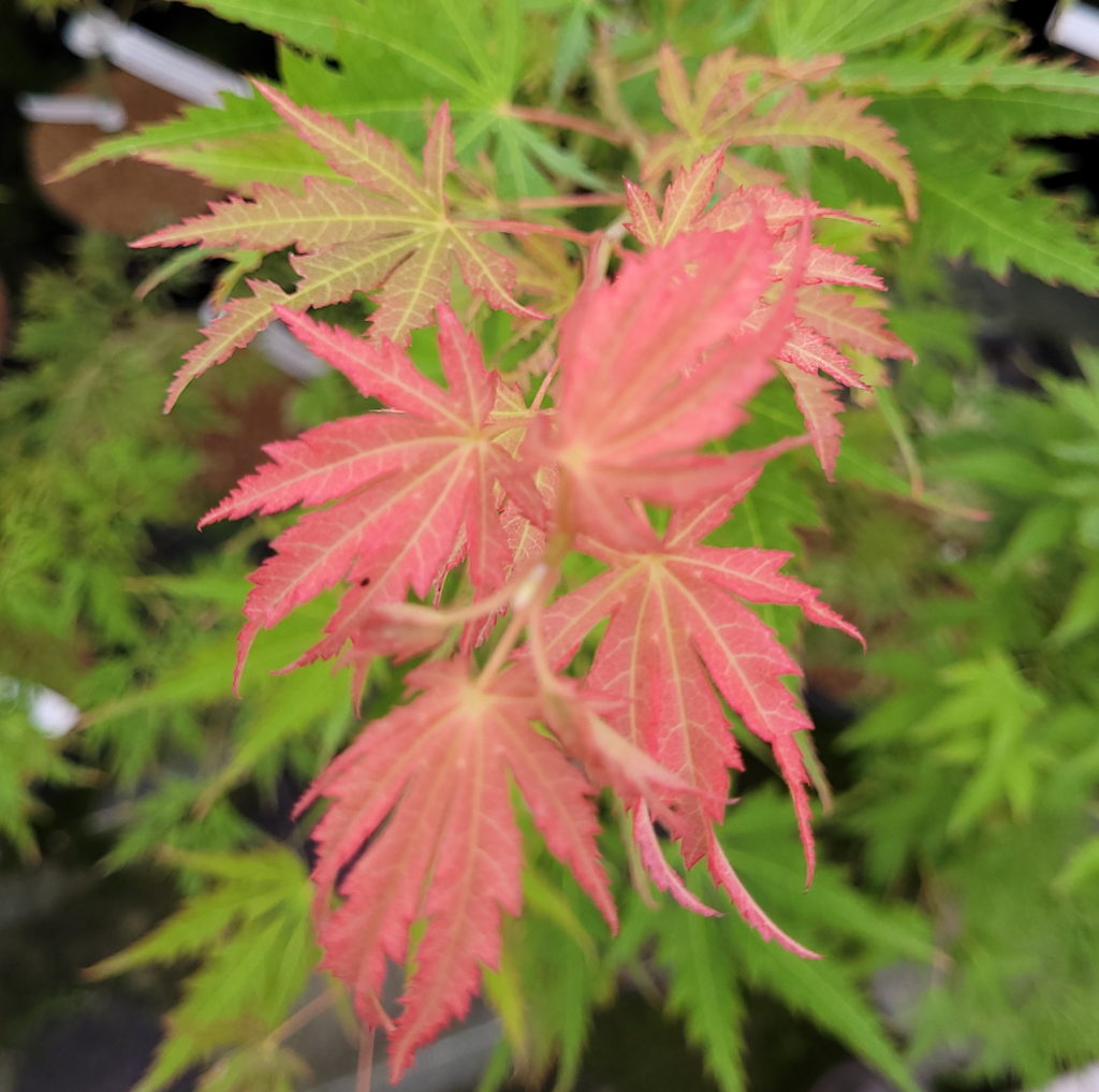 Acer pseudosieboldianum 'Arctic Jade' main image 1