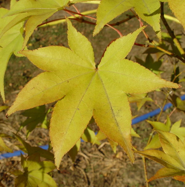 Hogyoku – Image 2