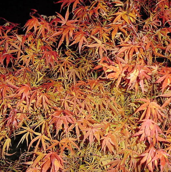 Kinshi – Image 2