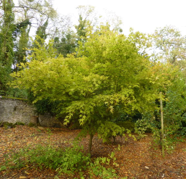 Koriba – Image 4