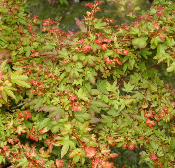 Koto maru – Image 3