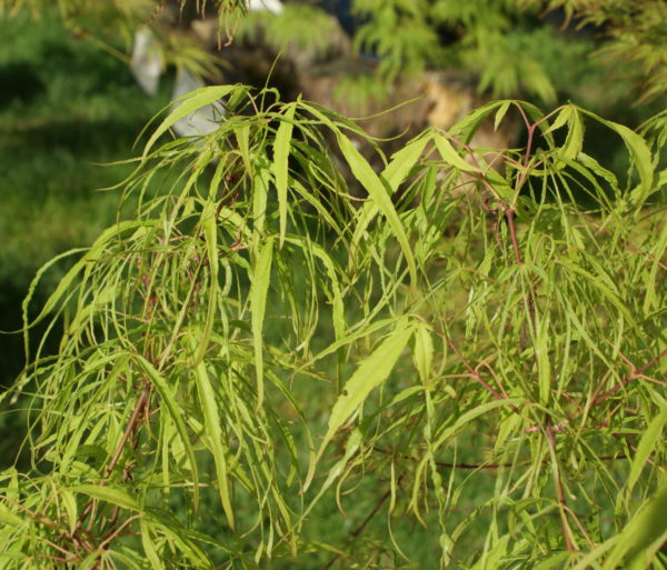 Koto no ito – Image 3