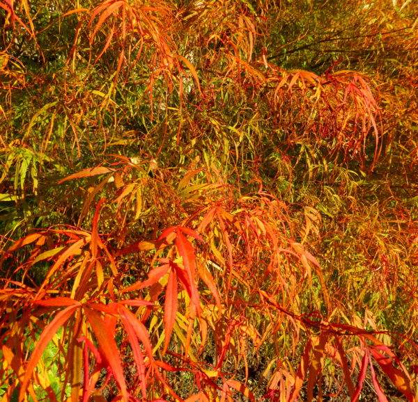 Koto no ito – Image 5