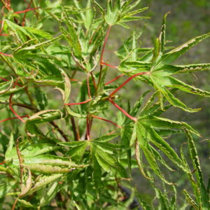 Kurui jishi