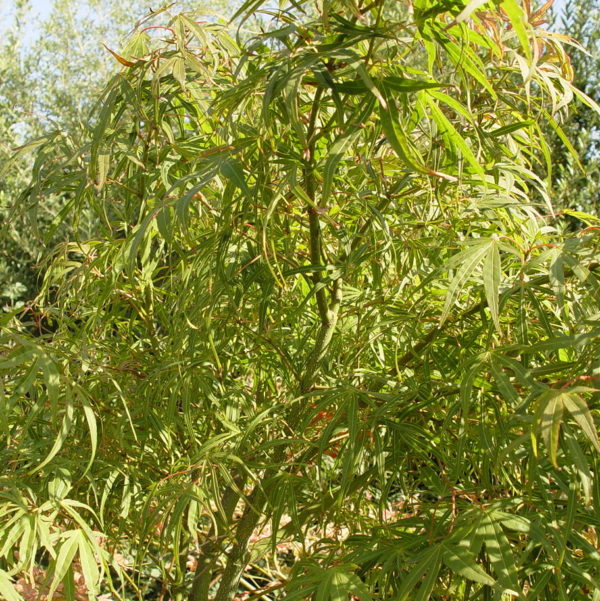 Linearilobum – Image 2