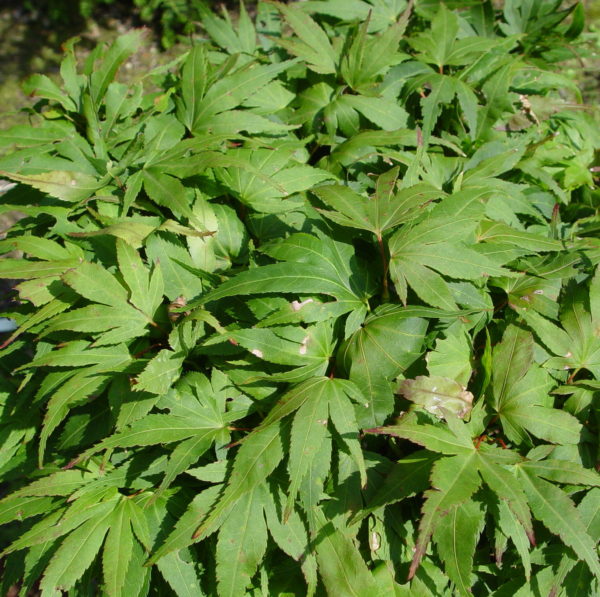 Mikawa yatsubusa – Image 2