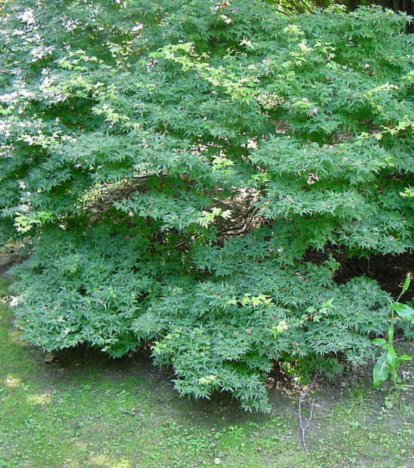 Murasaki kyohime – Image 2