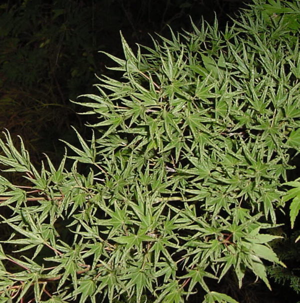 Okushimo – Image 2