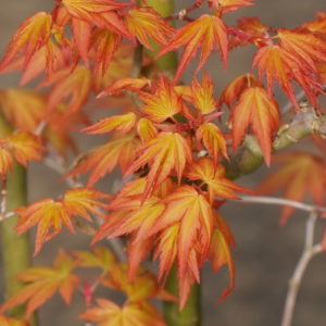 Orange Dream