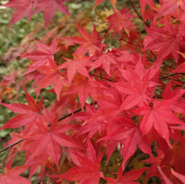 Osakazuki – Image 3