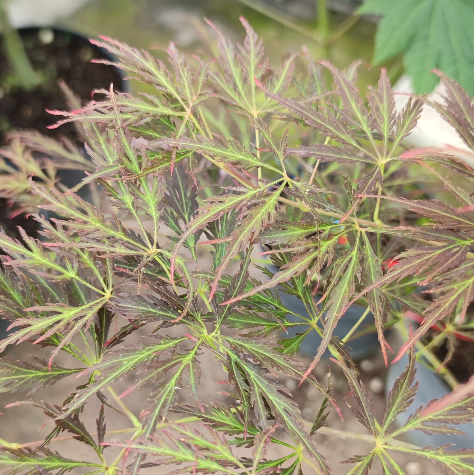 Pendulum Julian Pépinières Choteau