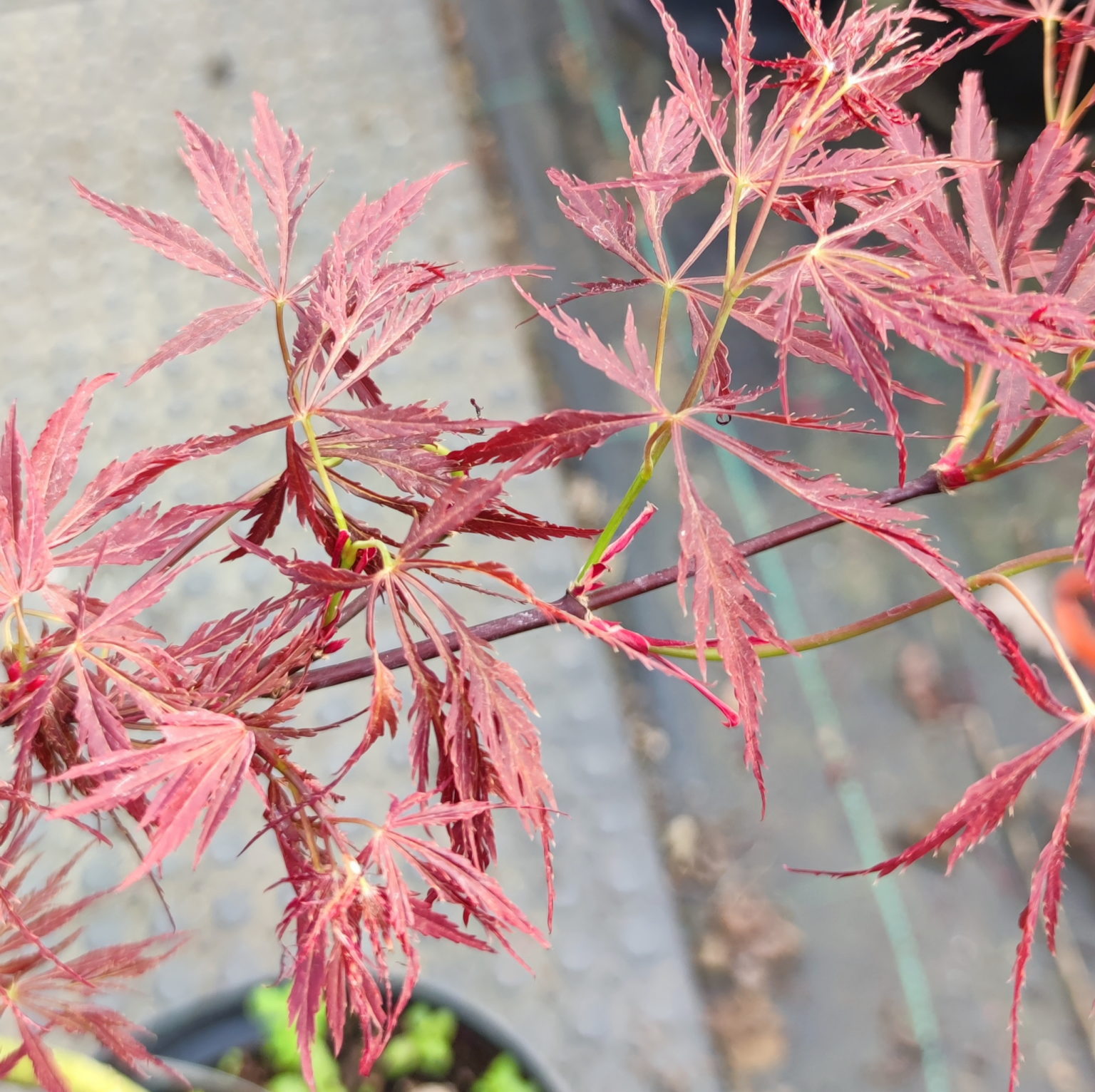 Pendulum Julian Pépinières Choteau