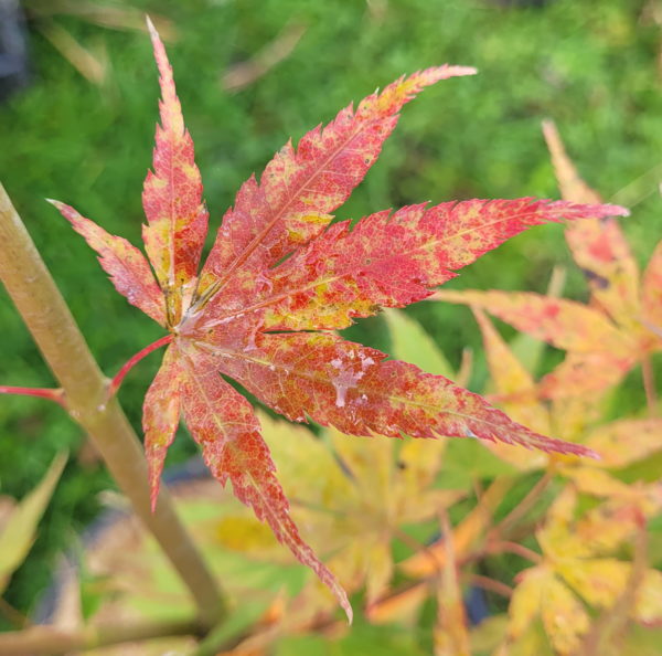 Peve Chameleon – Image 6