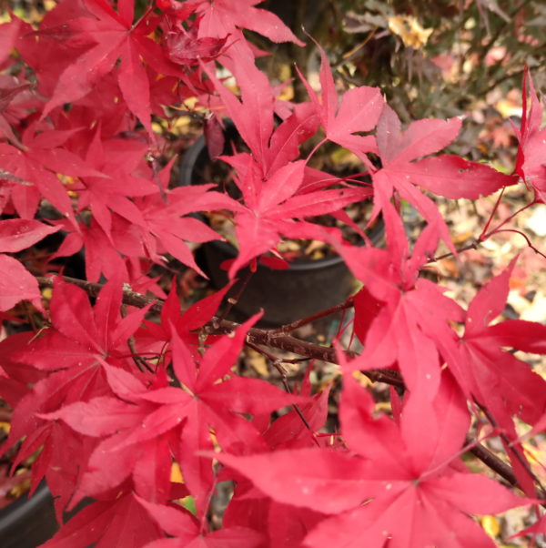 Red Emperor