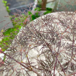Red Filigree Lace