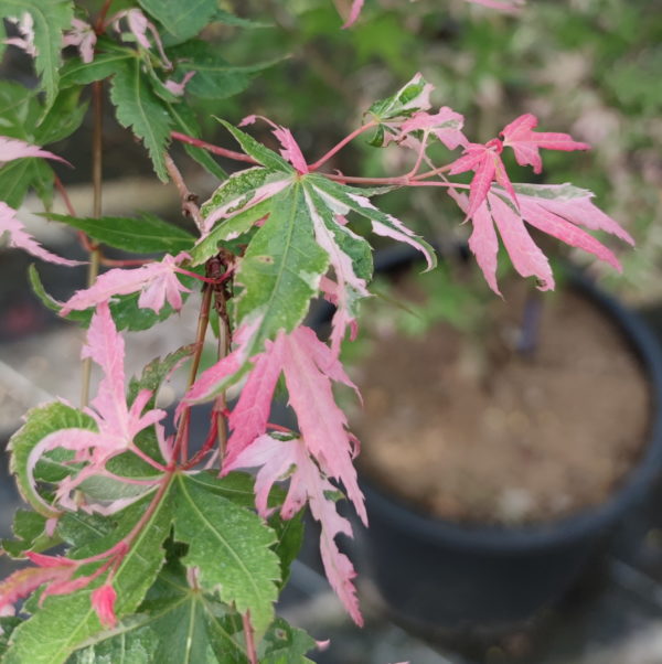 Rokugatsuen nishiki – Image 2