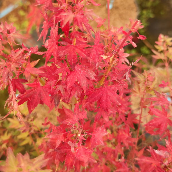 Saiho – Image 4