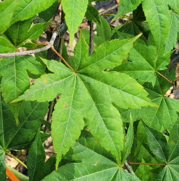 Saoshika – Image 4