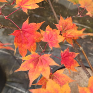 Saoshika