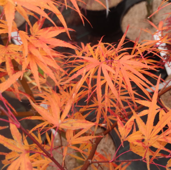 Scolopendrifolium