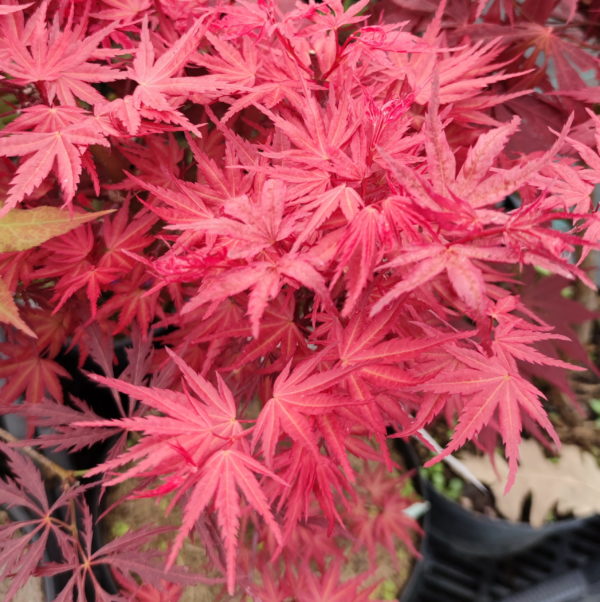 Seigen – Image 2