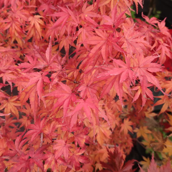 Seigen – Image 3