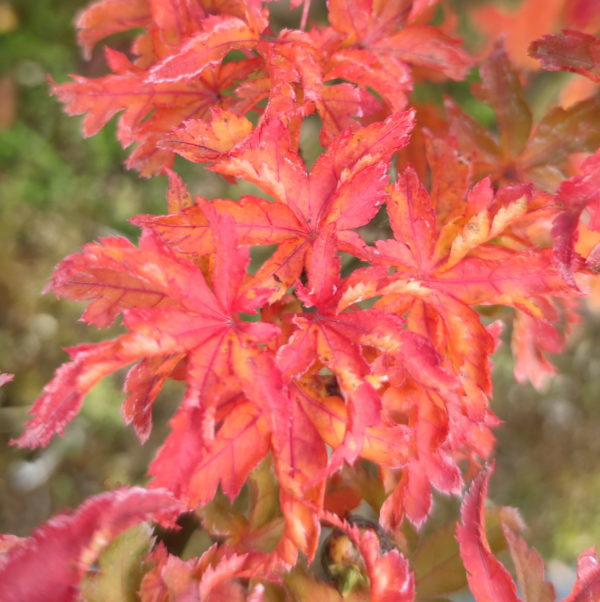 Shishigashira – Image 2