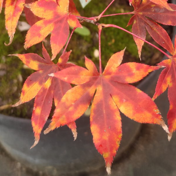 Shuzan ko
