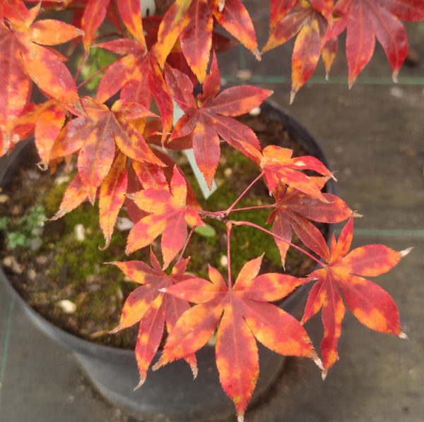 Shuzan ko – Image 3