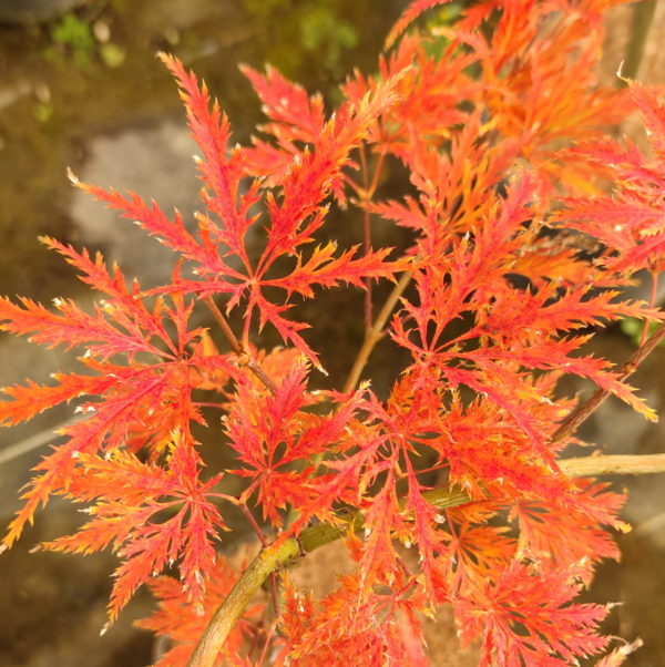 Suisei – Image 3
