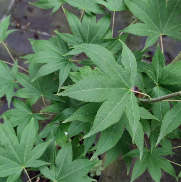 Utsu semi – Image 3