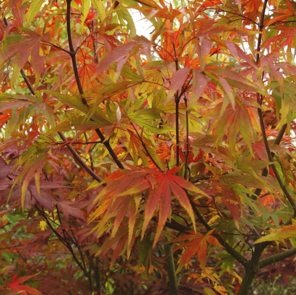 Lutescens – Image 3